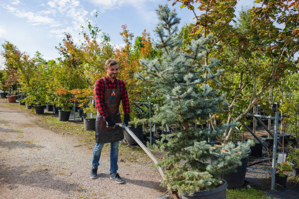 How Our Tree Care Process Works  in Malta, IL